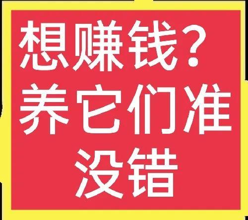 农村适合养殖什么项目赚钱，农村适合养殖什么项目赚钱多？