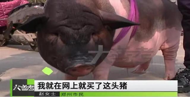 宠物小香猪多少钱一只幼崽（小香猪多少钱一只幼崽京东）