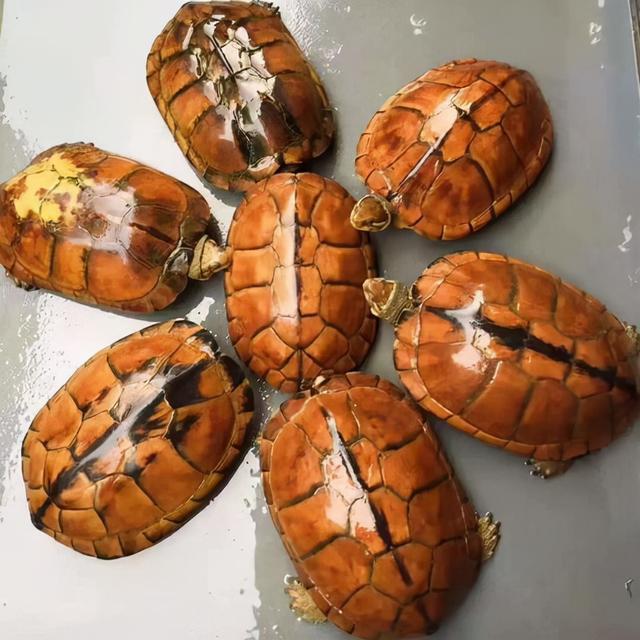 火箭龟赚钱软件是真的吗安全吗（火箭龟赚钱软件是真的吗_一天能赚多少）