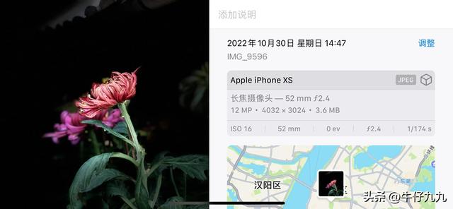 如何用手机拍出好看的菊花照片发朋友圈？