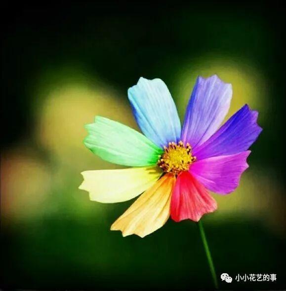 七色花饰品店 一起来看流星雨（七色花饰品连锁店的总部在哪）