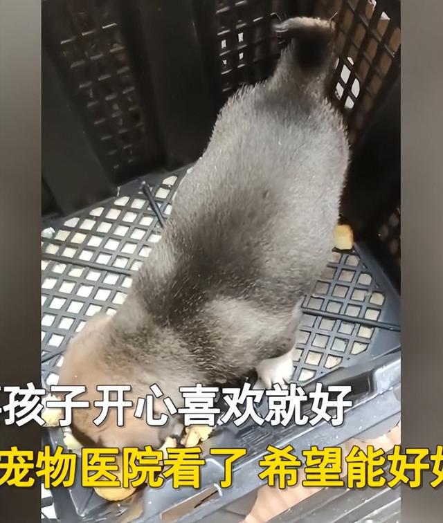 淘宝上200块的狗狗是真的吗，淘宝上200块的狗狗是真的吗能买吗？